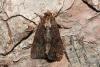Apamea monoglypha